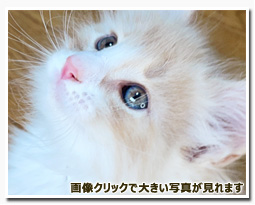 ノルウェージャンフォレストキャット