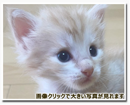 ノルウェージャンフォレストキャット