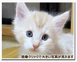 ノルウェージャンフォレストキャット