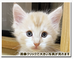 ノルウェージャンフォレストキャット