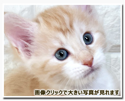 ノルウェージャンフォレストキャット