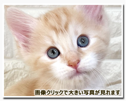 ノルウェージャンフォレストキャット