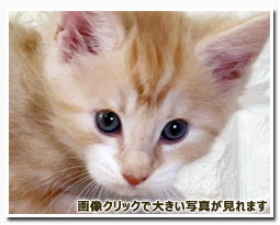 ノルウェージャンフォレストキャット