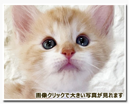 ノルウェージャンフォレストキャット