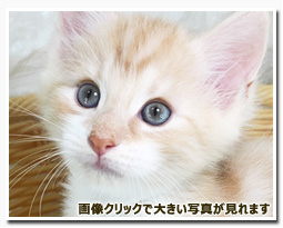 ノルウェージャンフォレストキャット