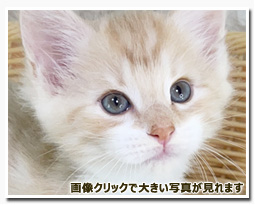 ノルウェージャンフォレストキャット