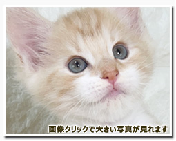 ノルウェージャンフォレストキャット