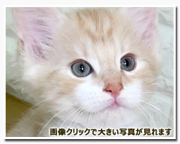 ノルウェージャンフォレストキャット