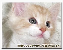 ノルウェージャンフォレストキャット