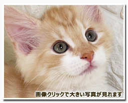 ノルウェージャンフォレストキャット