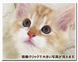 ノルウェージャンフォレストキャット