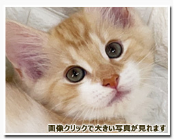 ノルウェージャンフォレストキャット