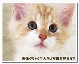 ノルウェージャンフォレストキャット