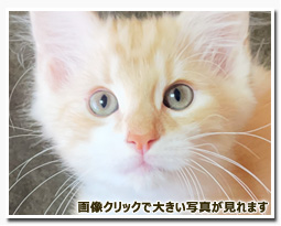 ノルウェージャンフォレストキャット