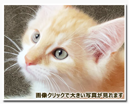 ノルウェージャンフォレストキャット