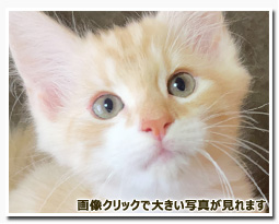 ノルウェージャンフォレストキャット