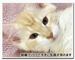 ノルウェージャンフォレストキャット