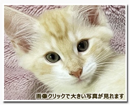 ノルウェージャンフォレストキャット