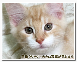 ノルウェージャンフォレストキャット