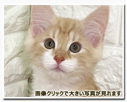 ノルウェージャンフォレストキャット