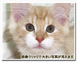 ノルウェージャンフォレストキャット