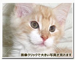 ノルウェージャンフォレストキャット