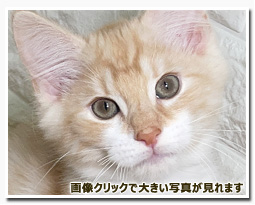 ノルウェージャンフォレストキャット