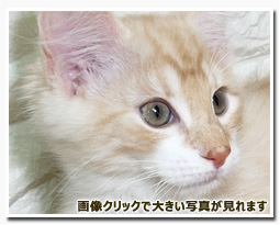 ノルウェージャンフォレストキャット