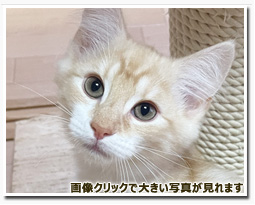 ノルウェージャンフォレストキャット