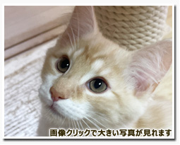 ノルウェージャンフォレストキャット