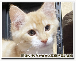 ノルウェージャンフォレストキャット