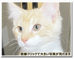 ノルウェージャンフォレストキャット