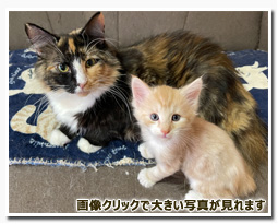 ノルウェージャンフォレストキャット