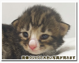 ノルウェージャンフォレストキャット