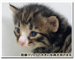 ノルウェージャンフォレストキャット