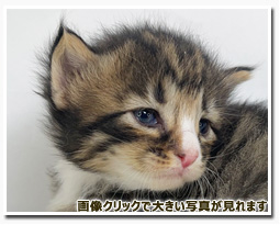 ノルウェージャンフォレストキャット