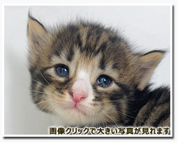 ノルウェージャンフォレストキャット