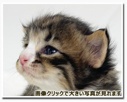 ノルウェージャンフォレストキャット