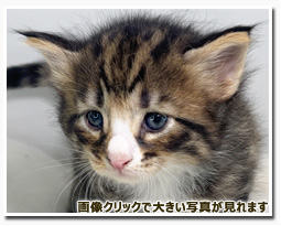 ノルウェージャンフォレストキャット