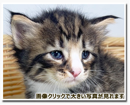 ノルウェージャンフォレストキャット