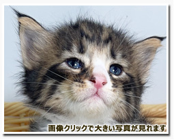 ノルウェージャンフォレストキャット