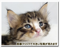 ノルウェージャンフォレストキャット