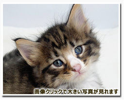 ノルウェージャンフォレストキャット