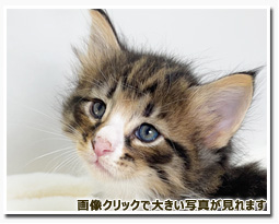 ノルウェージャンフォレストキャット