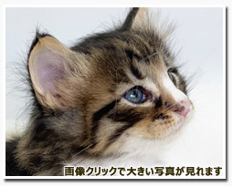 ノルウェージャンフォレストキャット