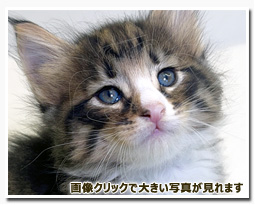 ノルウェージャンフォレストキャット