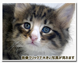 ノルウェージャンフォレストキャット