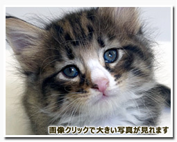 ノルウェージャンフォレストキャット