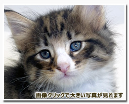 ノルウェージャンフォレストキャット