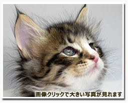 ノルウェージャンフォレストキャット